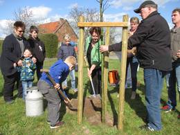 Die Winterlinde  Baum des Jahres 2016